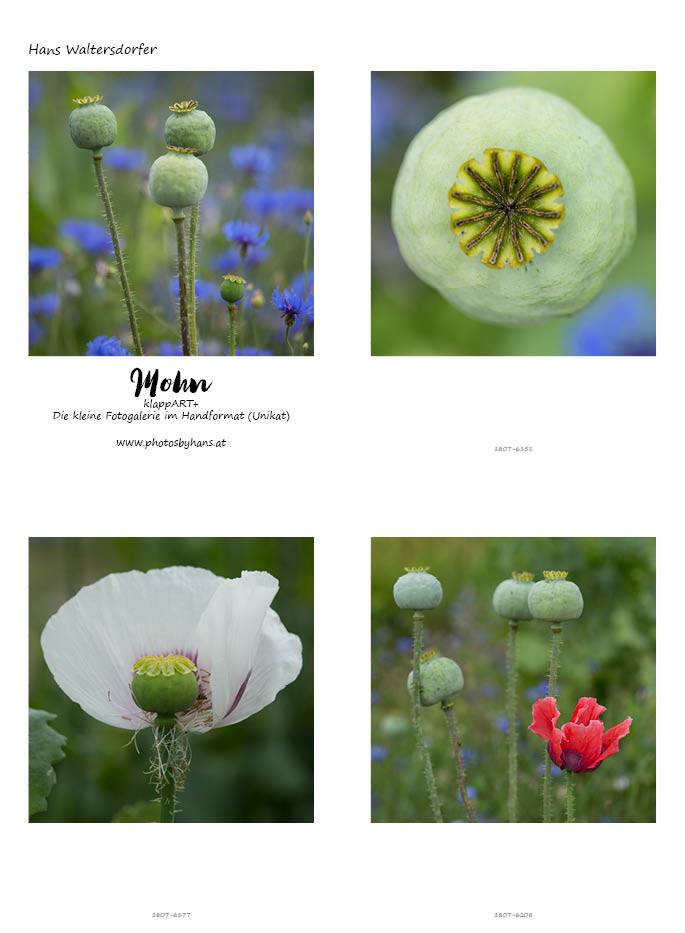 klappART Mohn – Bild 2