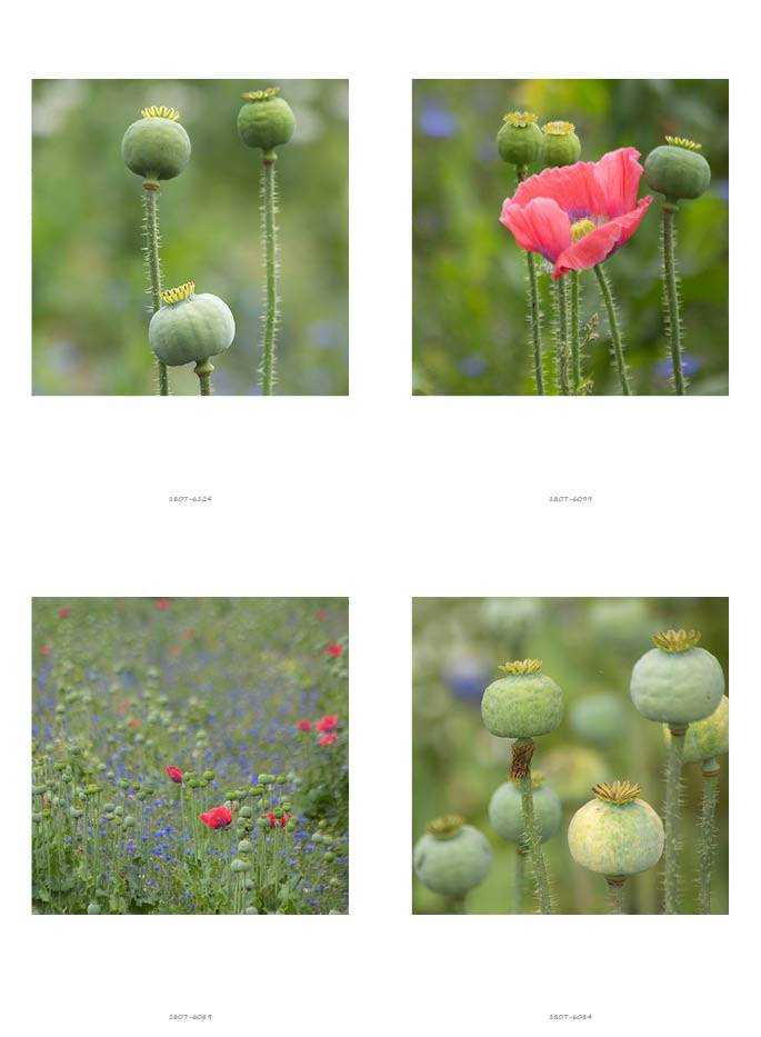klappART Mohn – Bild 5