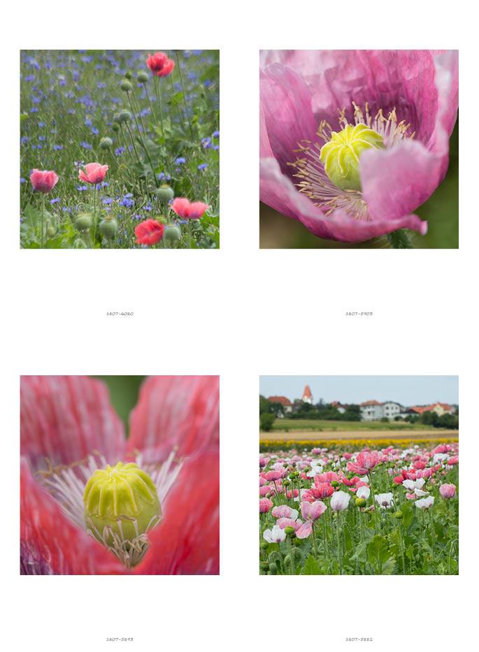 klappART Mohn – Bild 6