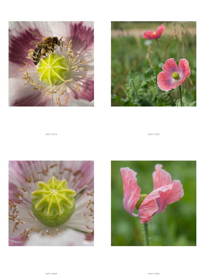 klappART Mohn – Bild 8