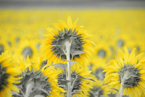 2107-4707-a.jpg2107-4707-a