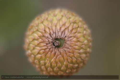 0707-2961