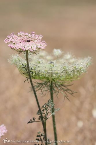 1404-1815